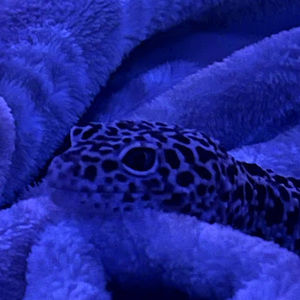 Meet your Posher, Livia